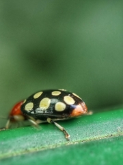 Phola sedecimpustulata