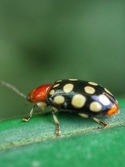 Phola sedecimpustulata