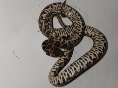 Dipsas ventrimaculata