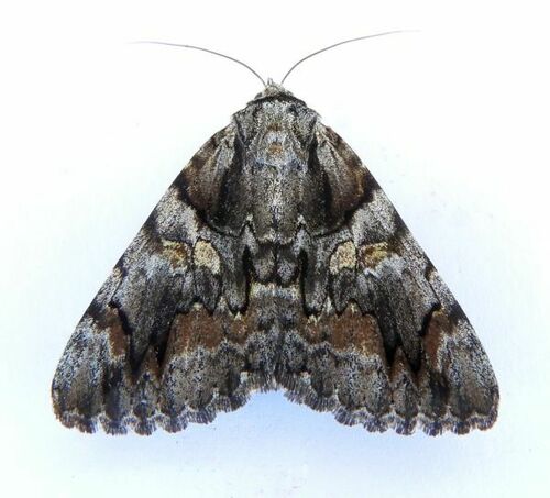 Catocala violenta photo 5