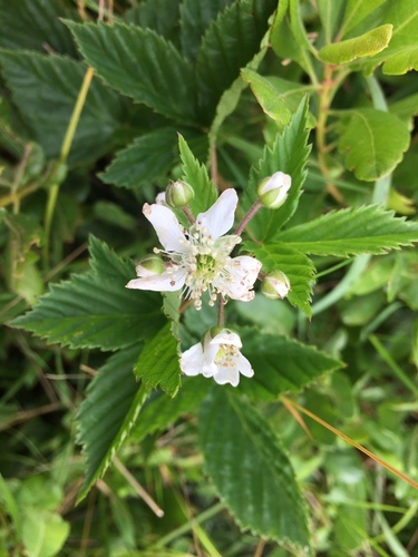 Wand Dewberry (Rubus arcuans)