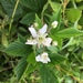 Wand Dewberry - Photo (c) Gregory Stroud, some rights reserved (CC BY-NC), uploaded by Gregory Stroud