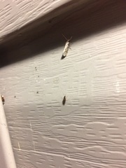 Amydria effrenatella