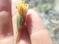 Carlquistia muirii