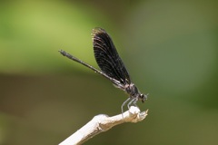 Euphaea masoni