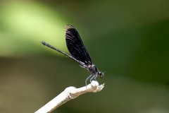 Euphaea masoni