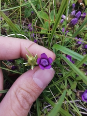 Gentianella auriculata