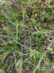 Gentianella auriculata