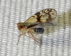Bothriocera maculata
