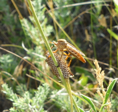 Diogmites angustipennis