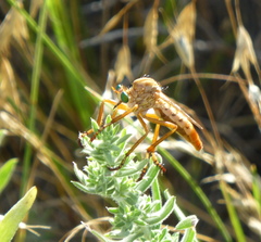 Diogmites angustipennis