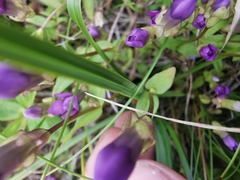 Gentianella auriculata