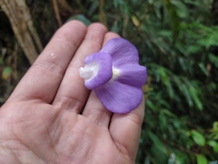 Utricularia unifolia