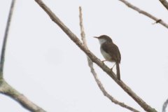 Prinia hodgsonii