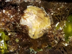 Ostrea lurida
