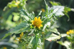 Bidens amplissima