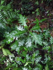 Aphelandra huilensis
