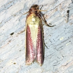 Peoria approximella