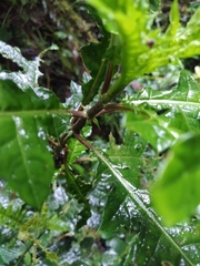 Aphelandra huilensis