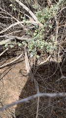 Atriplex lentiformis lentiformis