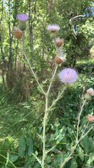Cirsium mohavense