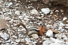 Callospermophilus lateralis certus