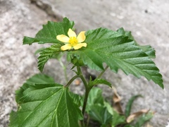 Malvastrum coromandelianum