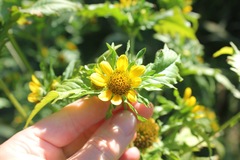 Bidens amplissima