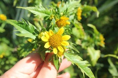 Bidens amplissima