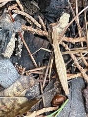 Yersiniops solitarius