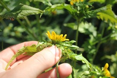 Bidens amplissima