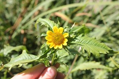 Bidens amplissima