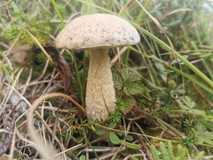 Leccinum percandidum