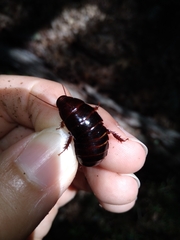 Cryptocercidae