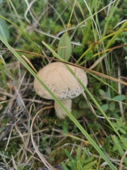 Leccinum percandidum