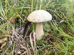 Leccinum percandidum