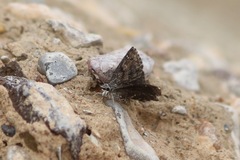 Hesperopsis alpheus