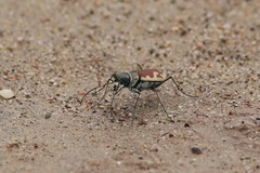 Eunota fulgoris fulgoris