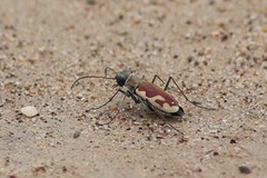 Eunota fulgoris fulgoris