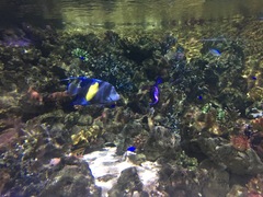 Pomacanthus maculosus