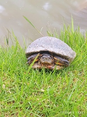 Trachemys callirostris