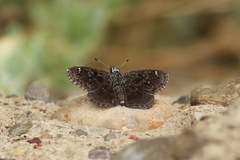 Hesperopsis alpheus