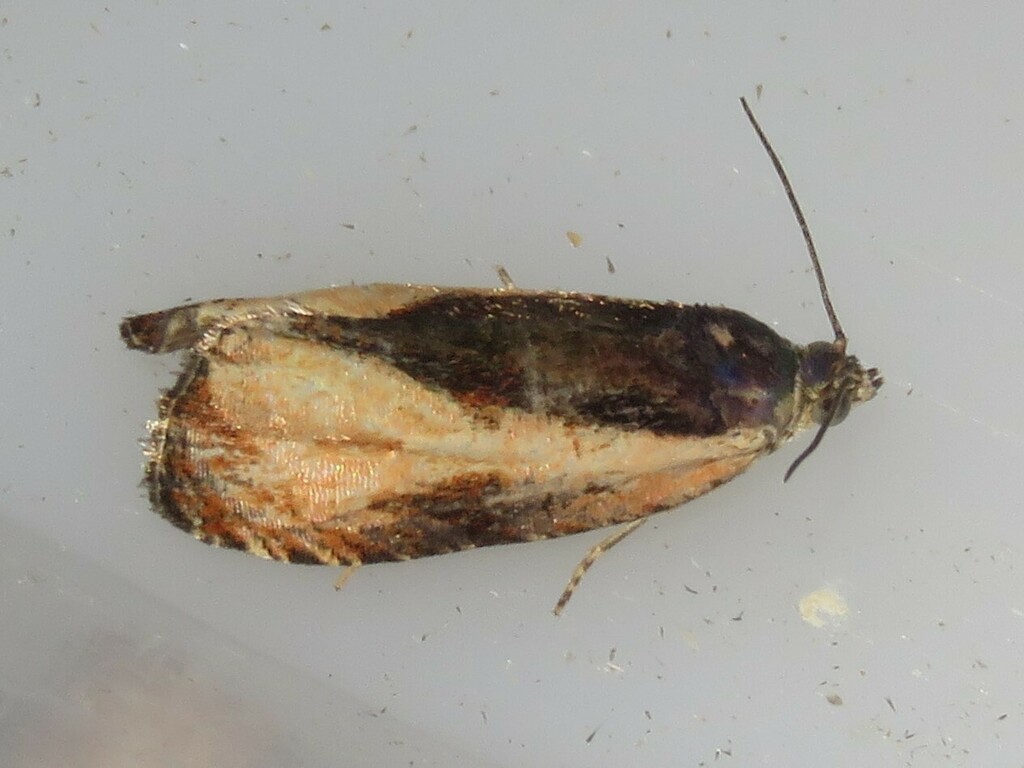 Dark Olethreutes