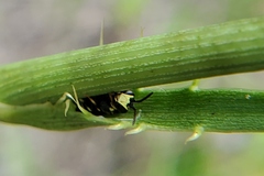 Hylaeus confluens