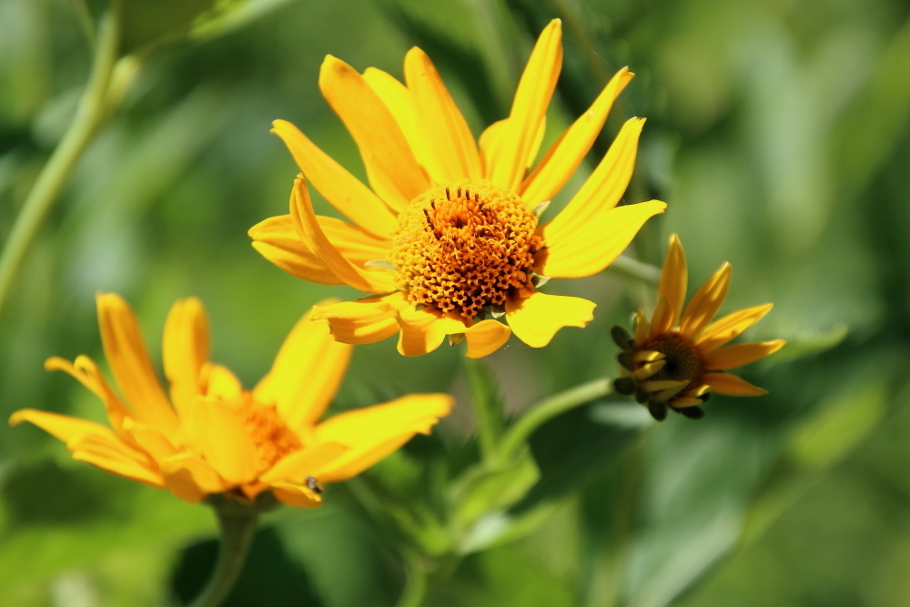 Heliopsis helianthoides, Tuttle Clarkson Natural Area, Boone County, IL, USA
