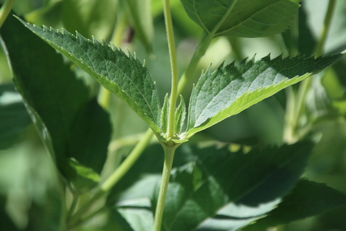 Heliopsis helianthoides