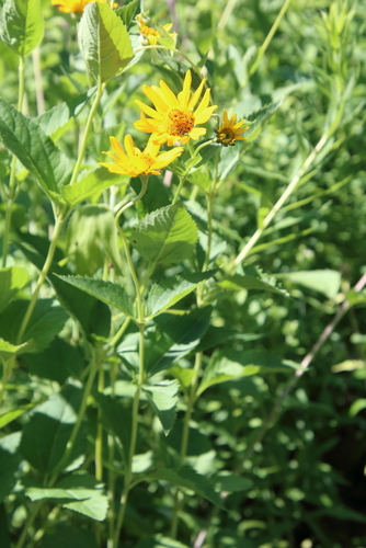 Heliopsis helianthoides