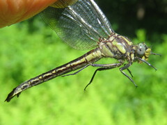Phanogomphus borealis
