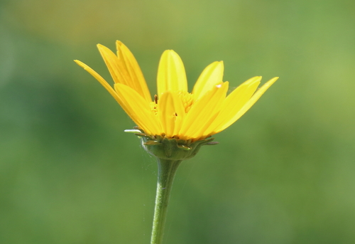 Heliopsis helianthoides