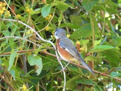 Castanozoster thoracicus